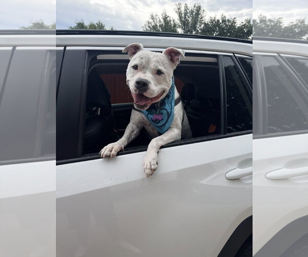 Medium Photo #11 American Bulldog-Staffordshire Bull Terrier Mix Puppy For Sale in Euless, TX, USA