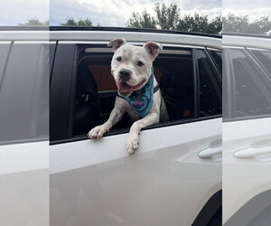 Manny (Roscoe) - Male American Bulldog-Staffordshire Bull Terrier Mix Dog for Adoption - Photo #11