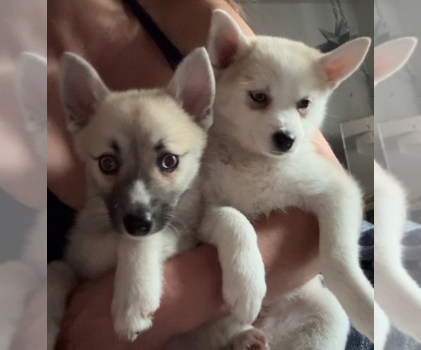 Medium Photo #100 Pomsky Puppy For Sale in LOVELAND, CO, USA