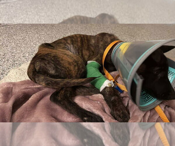 Medium Photo #3 Dutch Shepherd -Unknown Mix Puppy For Sale in Imlay City, MI, USA