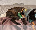 Small #2 Dutch Shepherd  Mix
