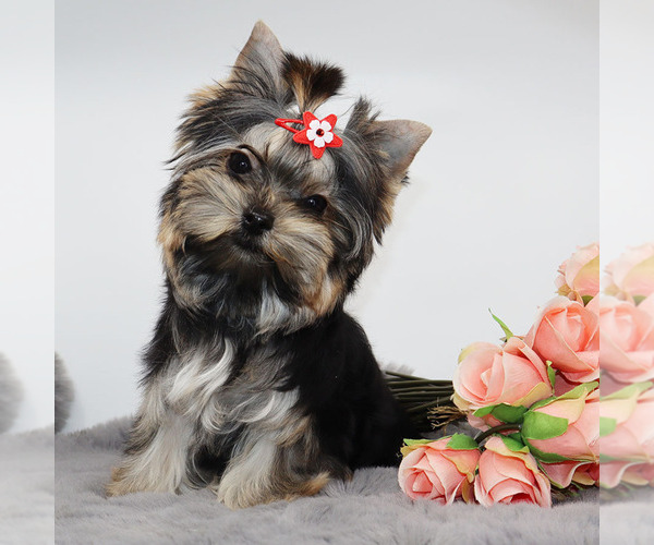 Medium Photo #3 Yorkshire Terrier Puppy For Sale in LOS ANGELES, CA, USA