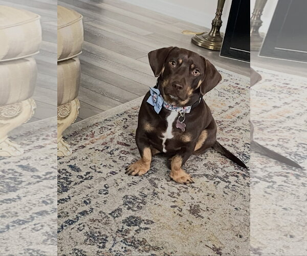 Medium Photo #1 Dachshund Puppy For Sale in Tampa, FL, USA