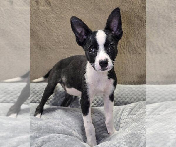 Medium Photo #5 Australian Shepherd-Unknown Mix Puppy For Sale in Lakewood, CO, USA