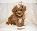 Small Cavapoo