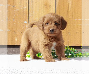 Labradoodle-Poodle (Miniature) Mix Puppy for sale in BIRD IN HAND, PA, USA