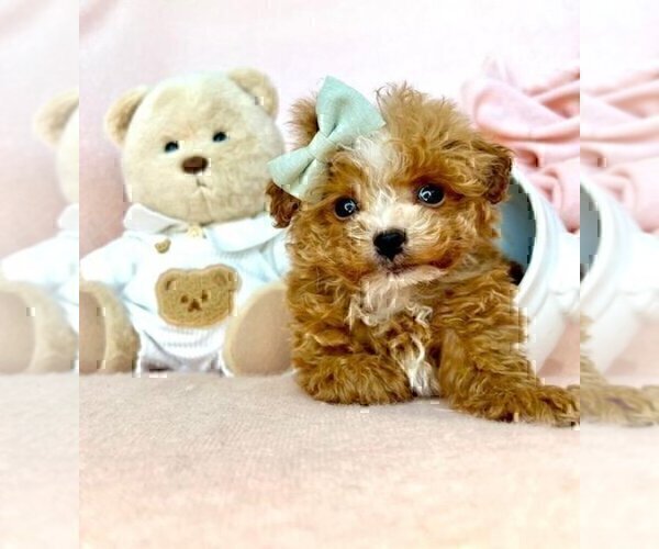 Medium Photo #24 Poodle (Toy) Puppy For Sale in THONOTOSASSA, FL, USA