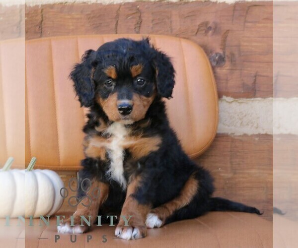 Medium Photo #4 Bernedoodle (Miniature) Puppy For Sale in NARVON, PA, USA