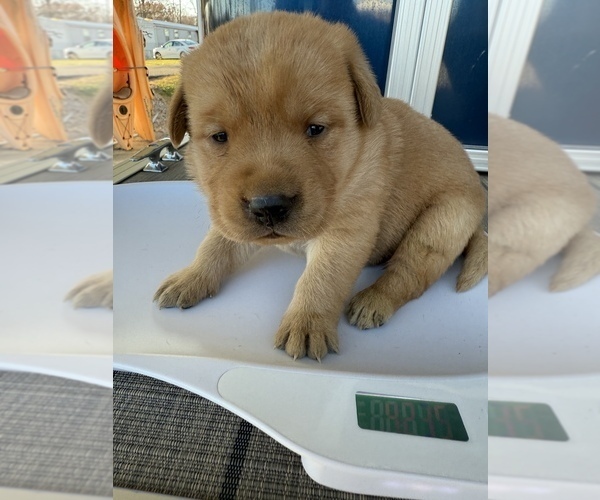 Medium Photo #1 Labrador Retriever Puppy For Sale in CLINTWOOD, VA, USA