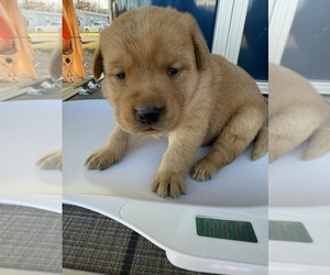 Medium Labrador Retriever