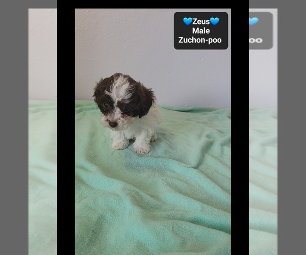 Medium Photo #4 Poodle (Toy)-Zuchon Mix Puppy For Sale in TUCSON, AZ, USA