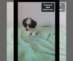 Zeus - Male Poodle (Toy)-Zuchon Mix Puppy for Sale - Photo #4