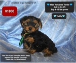 Image preview for Ad Listing. Nickname: Teddy