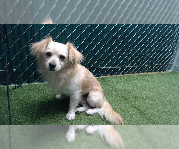 Medium Photo #1 Cockerhuahua Puppy For Sale in Downey, CA, USA