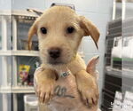 Small #1 Labrador Retriever Mix