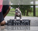 Small Photo #1 American Bully Puppy For Sale in BRANDYWINE, MD, USA