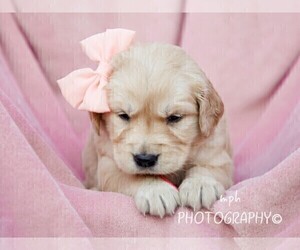 Golden Retriever Puppy for sale in LIBERTY, KY, USA