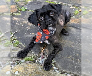 Shih Tzu-Unknown Mix Dogs for adoption in Warrenton, VA, USA