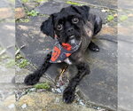 Elvira - Female Shih Tzu-Unknown Mix Dog for Adoption - Small photo
