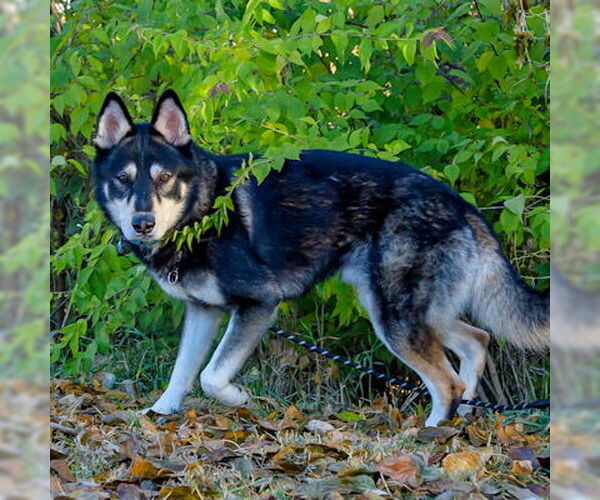 Medium Photo #3 Siberian Husky-Unknown Mix Puppy For Sale in Omaha, NE, USA