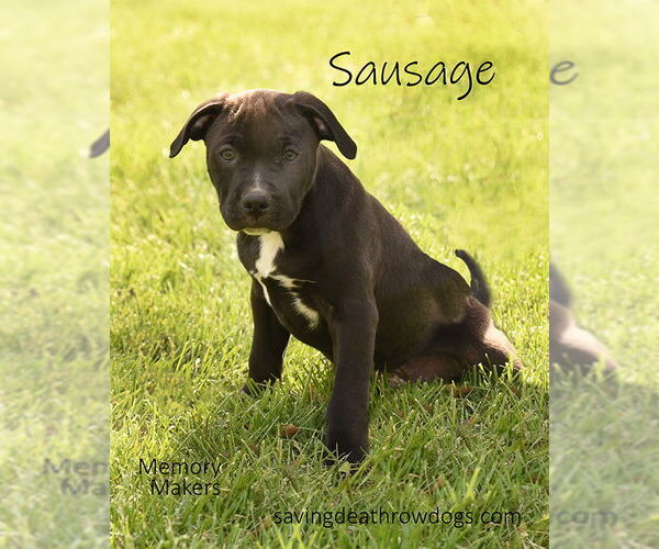 Medium Photo #1 American Pit Bull Terrier-American Staffordshire Terrier Mix Puppy For Sale in Topeka, KS, USA