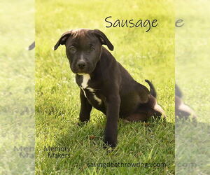 American Pit Bull Terrier-American Staffordshire Terrier Mix Dogs for adoption in Topeka, KS, USA