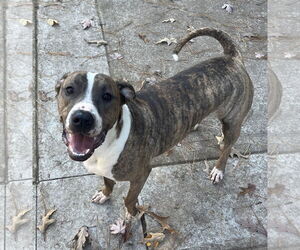 Mutt Dogs for adoption in Holly Springs, NC, USA