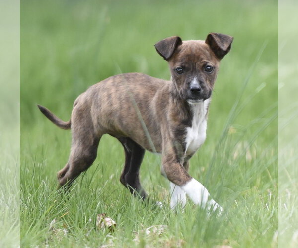 Medium Photo #1 Australian Shepherd-Chihuahua Mix Puppy For Sale in Mechanicsburg, PA, USA