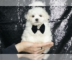 Puppy Wonton Maltese