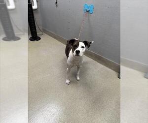 American Pit Bull Terrier-Unknown Mix Dogs for adoption in Las Vegas, NV, USA