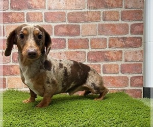 Father of the Dachshund puppies born on 01/13/2024