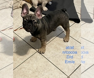 French Bulldog Puppy for Sale in TYLER, Texas USA