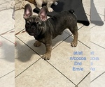 Small Photo #1 French Bulldog Puppy For Sale in TYLER, TX, USA