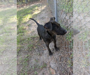 Tork - Male Labrador Retriever-Unknown Mix Dog for Adoption - Photo #4