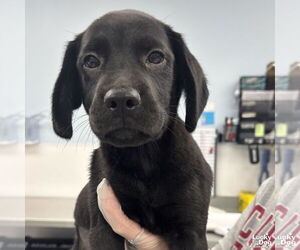 Labrador Retriever-Unknown Mix Dogs for adoption in Washington, DC, USA