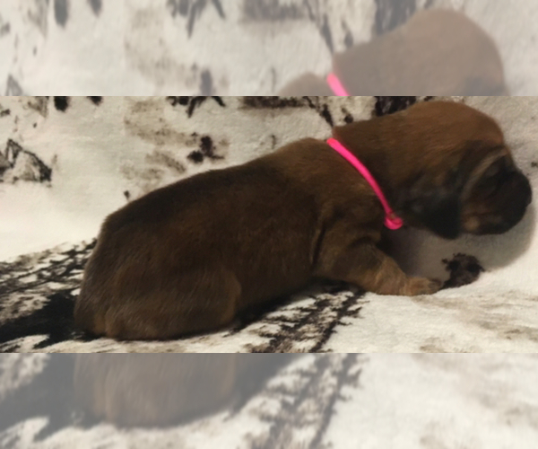 Medium Photo #4 Bloodhound Puppy For Sale in N LITTLE ROCK, AR, USA