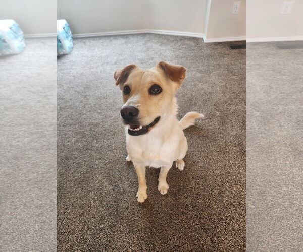 Medium Photo #5 Collie-Unknown Mix Puppy For Sale in Sandy, UT, USA