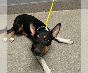 Basenji-Unknown Mix Dogs for adoption in Las Vegas, NV, USA