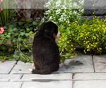Small #4 Bernese Mountain Dog