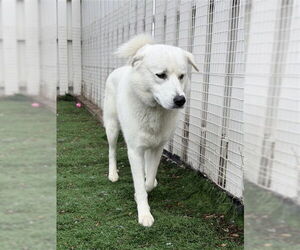 Great Pyrenees-Unknown Mix Dogs for adoption in Fremont, CA, USA