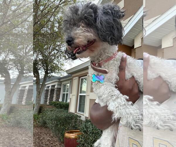 Medium Photo #4 Maltese-Unknown Mix Puppy For Sale in Rootstown, OH, USA