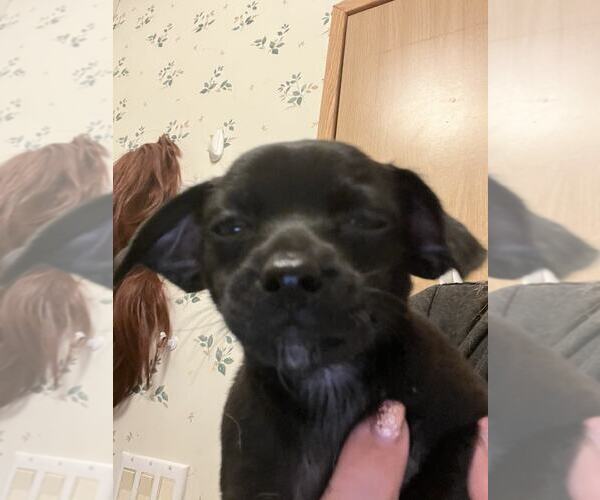 Medium Photo #2 Chiweenie Puppy For Sale in MIDWAY, UT, USA