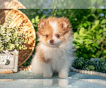 Puppy Simba Pomeranian
