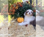 Peanut - Female Miniature American Shepherd Puppy for Sale - Photo #2