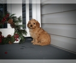 Small Photo #3 Cock-A-Poo Puppy For Sale in CLARKRANGE, TN, USA