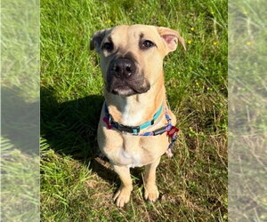 American Staffordshire Terrier-Unknown Mix Dogs for adoption in Lakewood, CO, USA