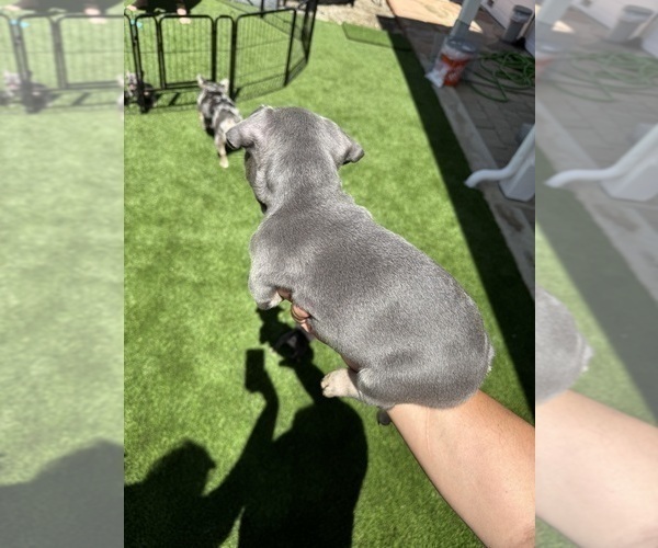 Medium Photo #34 French Bulldog Puppy For Sale in PLEASANTON, CA, USA