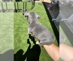 Small Photo #34 French Bulldog Puppy For Sale in PLEASANTON, CA, USA