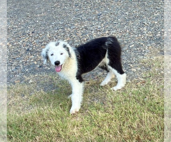 Medium Photo #1 Australian Shepherd-Old English Sheepdog Mix Puppy For Sale in BROKEN BOW, OK, USA