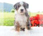 Small #3 Bernedoodle (Miniature)